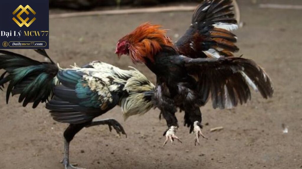 Trải Nghiệm Xem Đá Gà Trực Tuyến Chất Lượng Cao