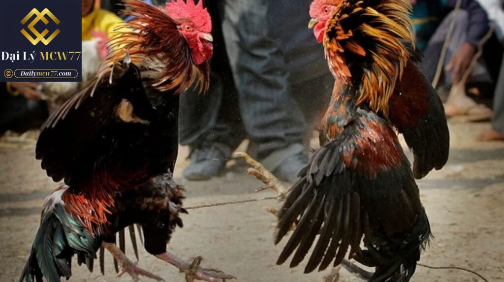 Cách xem đá gà online hiệu quả