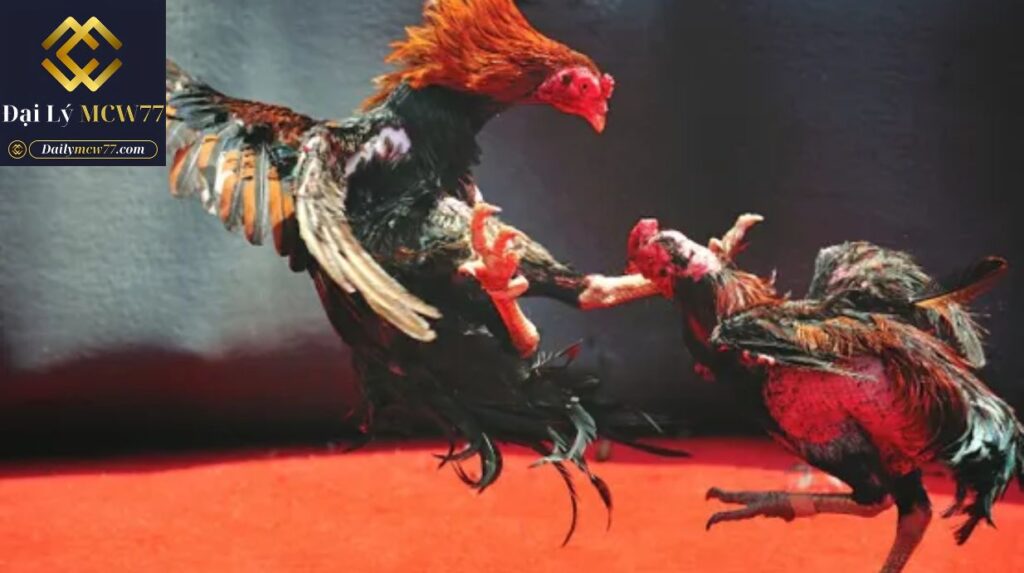 Lưu ý khi xem đá gà trực tuyến